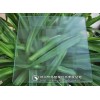 豫科專業(yè)酸洗平板玻璃（油砂無(wú)手印效果）