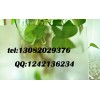 3.2mm鋼化玻璃 超白布紋太陽能玻璃